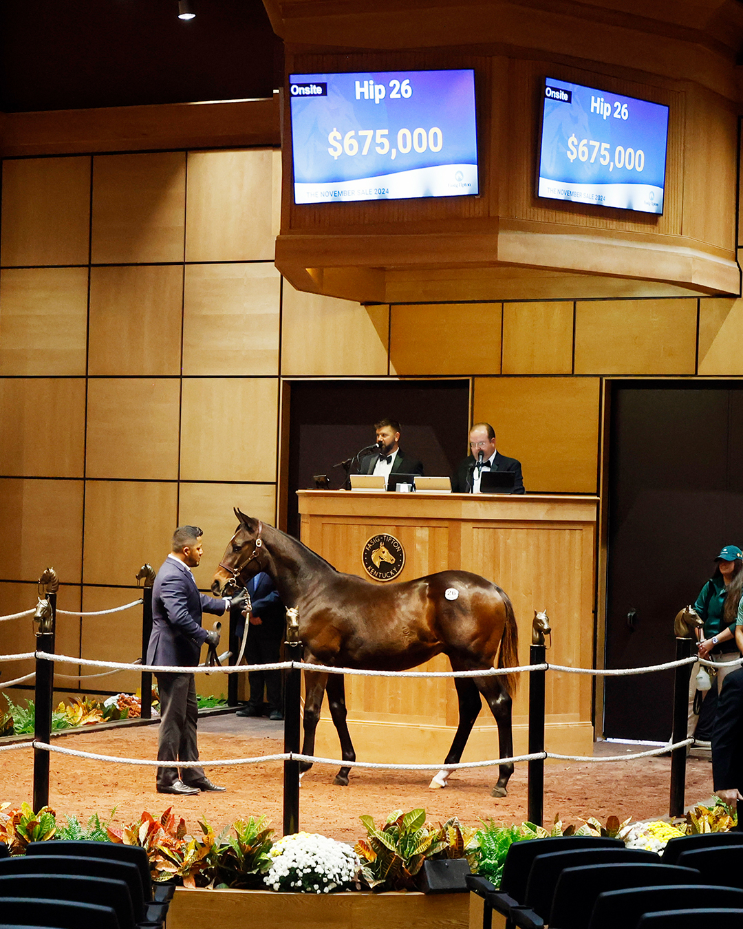 Star of India Colt