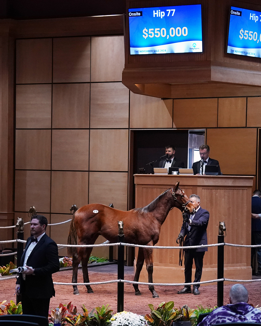 Black Valentine Colt