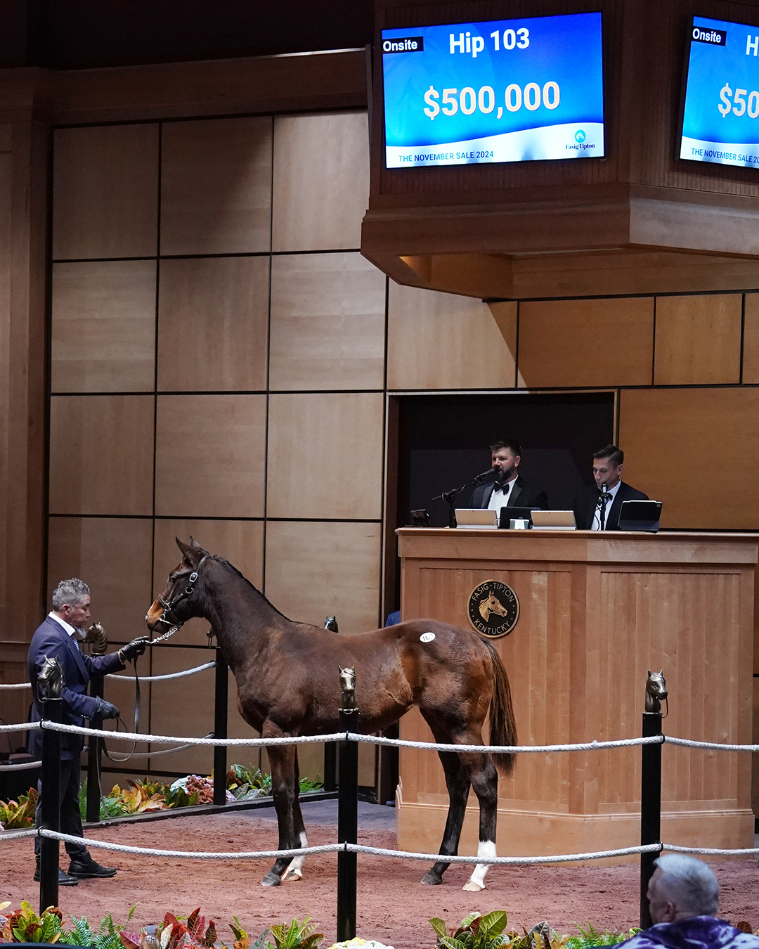 Elle Sueno Filly